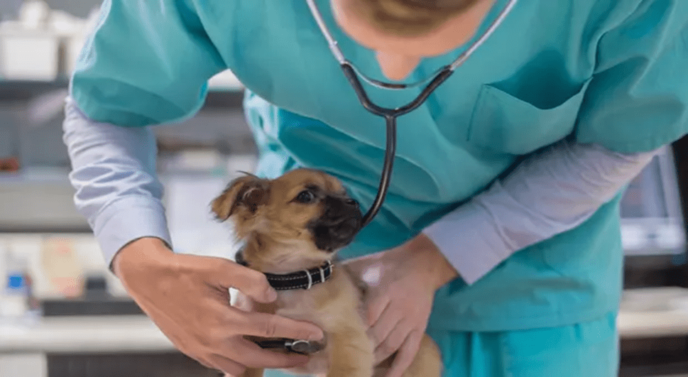 What Side Hustles Can A Veterinary Doctor Do