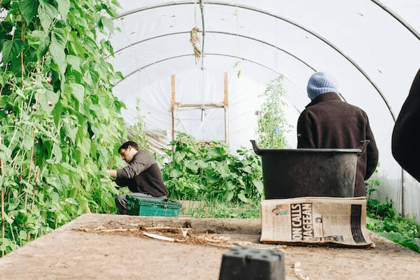 Side Hustles for Green-Thumbed Gardeners